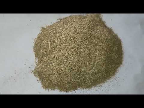 Bermuda Lawn Grass Seed ( Cynodon Dactylon)
