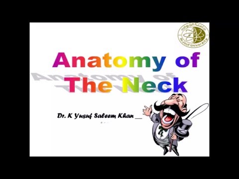 首の深層筋膜 (Deep Fascia of the Neck)