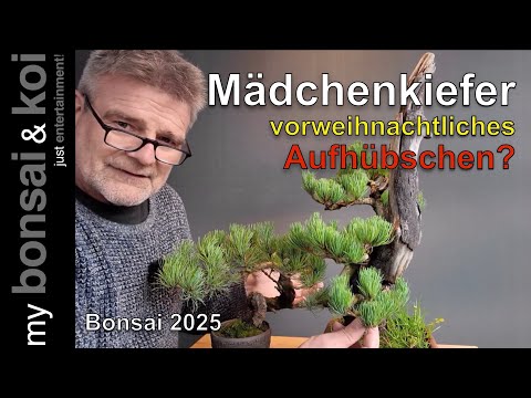 Bonsai 2025-49 - Japanese White Pine - Pinus parviflora - pre-Christmas sprucing up - #bonsaicrazy