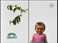 Caillou Funding Credits 2009 Nostalgia Caillou Tvshow
