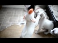 Cute puppies fighting with each other 