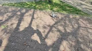 In parc printre porumbei