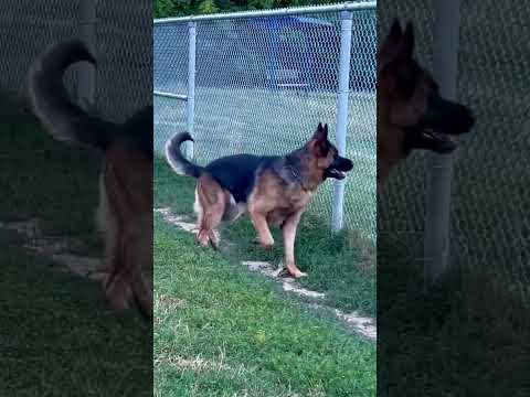 Show line German Shepherd. Tons of energy.