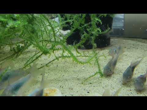 Green Emerald Corydora thumbnail 1