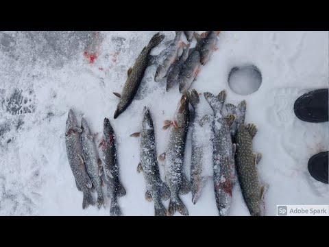 PILIKIS WITH BOYS WITH A BIG PIEK