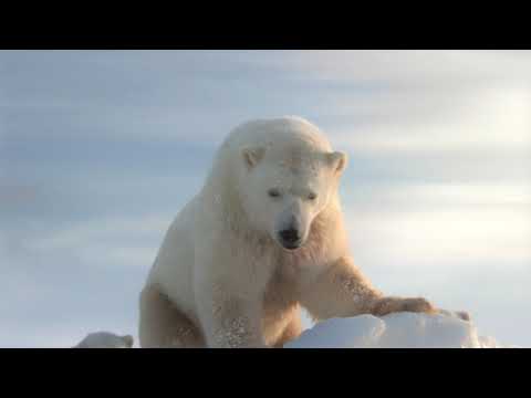 EARTH HOUR: WWF LANCIA UN VIDEO DI GABRIELE MUCCINO 