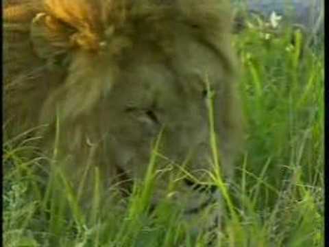 Djuma PM Drive 2 Male Lions 11/18/07 - 6