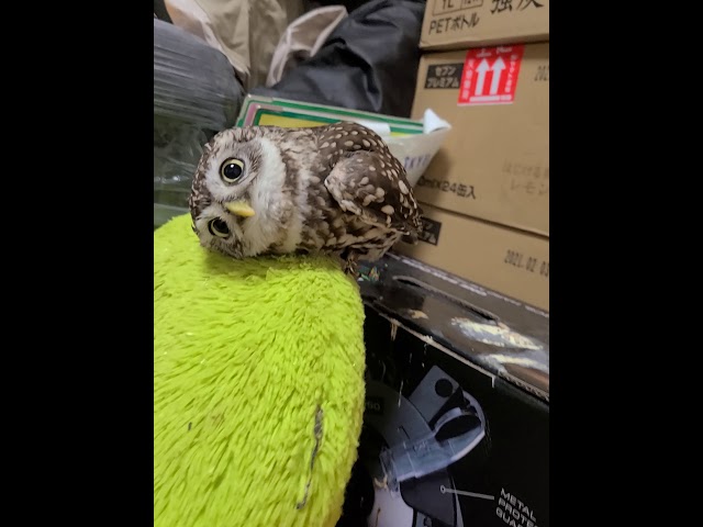 つぶらな瞳にメロメロキュン！コキンメフクロウに見つめられる幸せのサムネイル画像