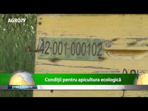 Conditii pentru apicultura ecologica