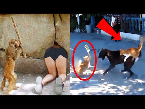Funny Dog And Cat 😍🐶😻 Funniest Animals #91