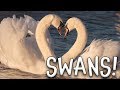 Swans Swan Facts For Kids