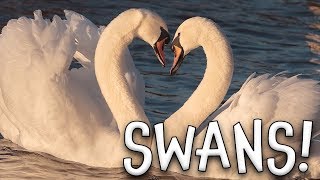 Swans! Swan Facts for Kids