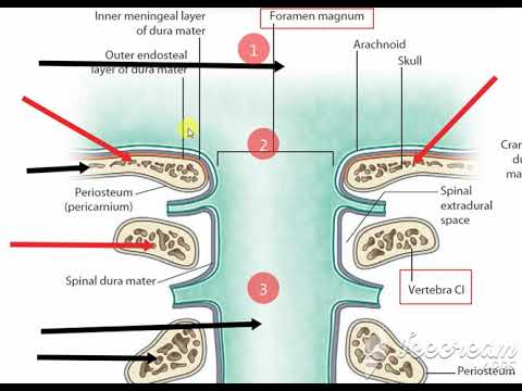 meninges 5