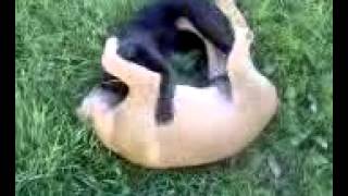 My little Demon and BlackBerry 2011