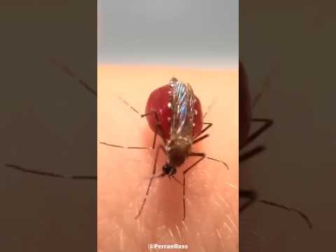 Why Do Mosquitoes Explode After Biting You? 😳 #shorts