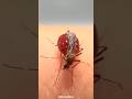 Why Do Mosquitoes Explode After Biting You Shorts