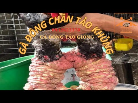GÀ ĐÔNG TẢO GIỐNG  0932623378