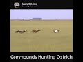 Amazing Wild Animal OMG Greyhounds Hunting Ostrich VS