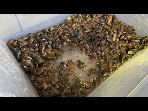 Cleaning Out My Huge Roach Enclosures! Cockroach/Feeder Insect Colonies | DIY Reptiles