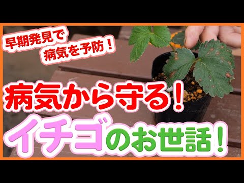 イチゴ:病気と害虫の概要 植物