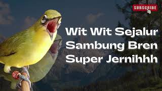Download lagu Pleci Nembak Wit Wit Sejalur Panjang Sambung Bren mp3