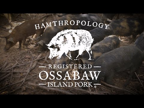 , title : 'Hamthropology Artisanal Hoggery: Ossabaw Island Hogs'