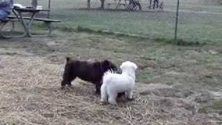 preview picture of video 'Hazeldale Dog Park March 6, 2011'