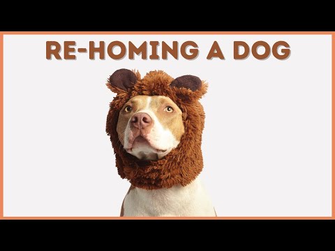 Dog Rehoming And Adoption - Rescue Dogs & Dog Rehoming Pet - How to Rehome Dog - Rehoming  pet Tips
