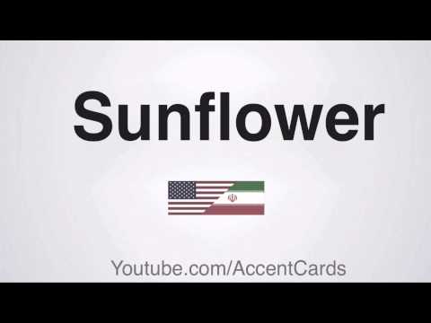 Persian Accent | Sunflower