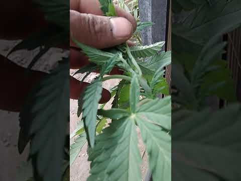 cuando comienza la floración de la marihuana, planta de 1 mes y medio.