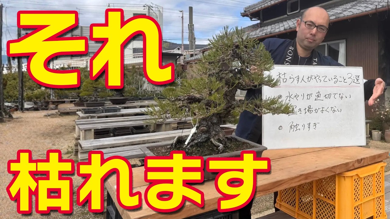 盆栽を枯らす人の共通点3選｜知らずにやっているNG習慣