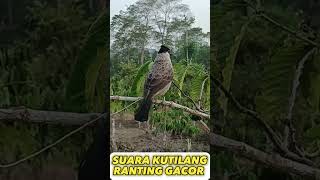 Download lagu SUARA KUTILANG MUDA HUTAN mp3