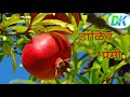 Dalimb Status Shorts Dipak Chavan Pomegranate Status