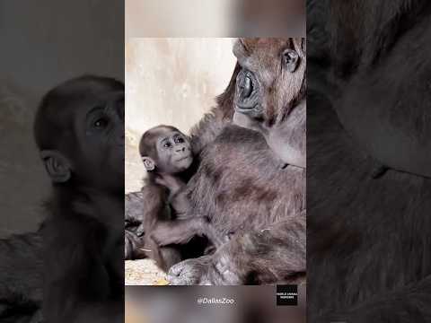 Saambili Turns 7: A Gorilla Raised by Love❤️