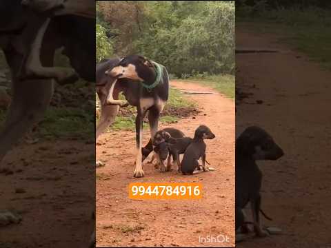 kanni chippiparai puppies sale #tamil #madurai #trichy #theni #erode #chennai #coimbatore #hosur