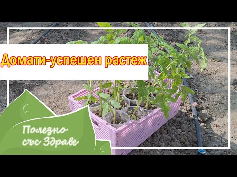 , title : '7 Тайни за успешното засаждане на домати - Как да подготвим доматите за успешен растеж'