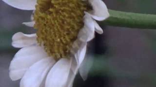 NANA MOUSKOURI, new images, THE BONNIE BANKS OF LOCH LOMOND