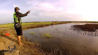 preview picture of video 'MANCING IKAN GABUS DI RAWA SAWAH BANYAK SAMBARANNYA'