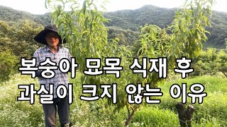 복숭아 묘목을 심고 과가 크지 않으면 꼭 보세요