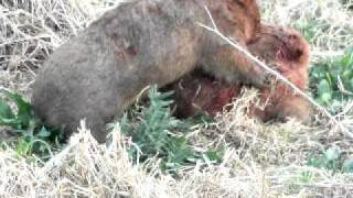 Fighting Wombats in Kangaroo Valley