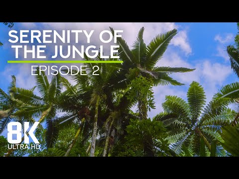8 HRS Relaxing Sounds of a Tropical Forest in Hawaii - 8K Immersive Jungle Experience - Episode 2