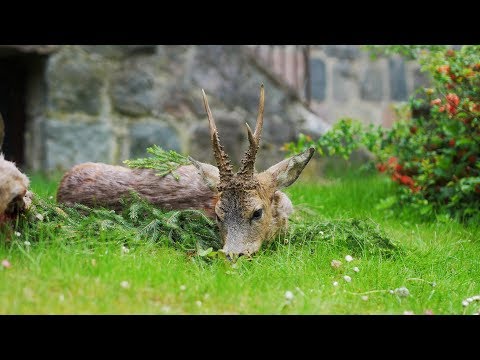 Aufgang der Bockjagd in Pommern - 7 Böcke auf der Strecke