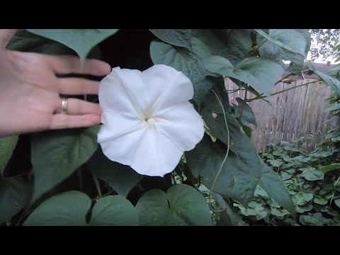 Starting moonflowers from seed #gardeninginmyyard