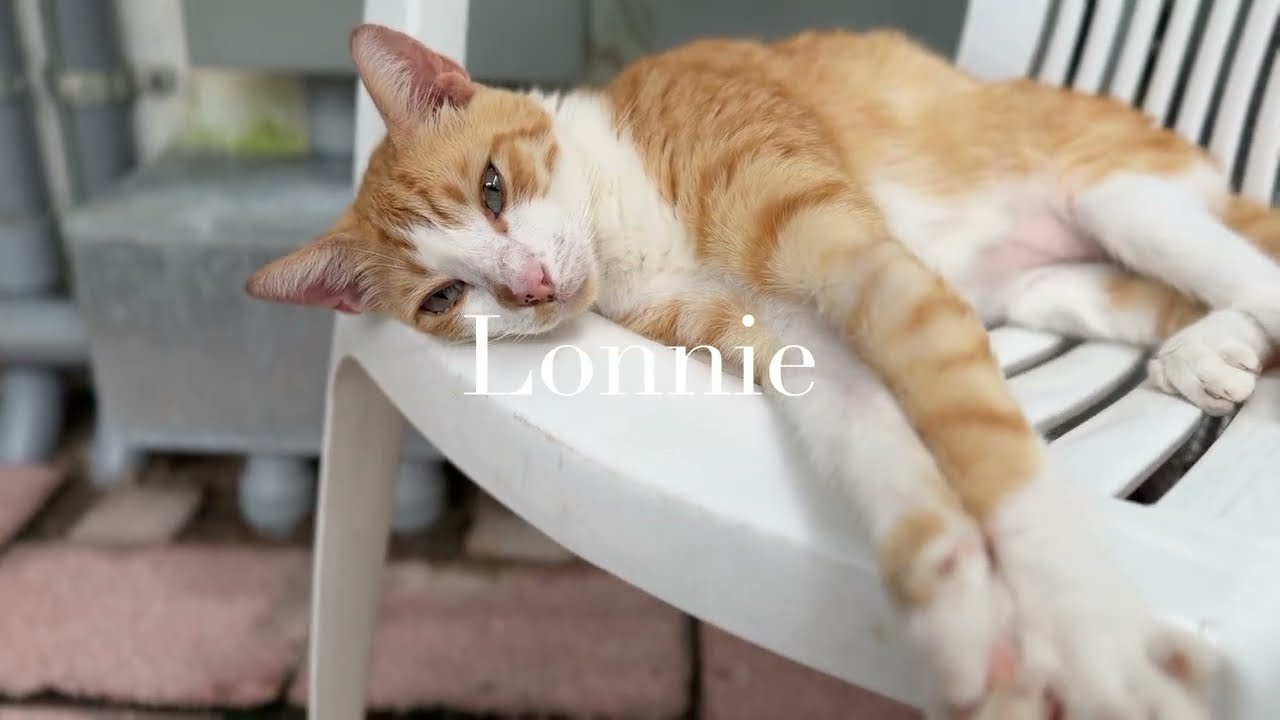 Enlarge Lonnie, a Adoptable Domestic Short Hair in Fort Lauderdale, FL video 6/6
