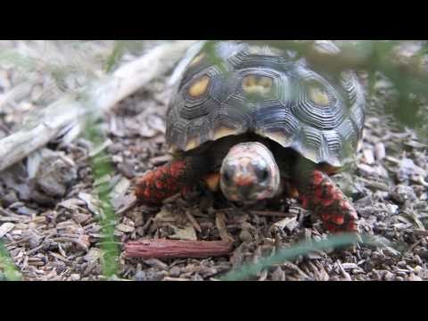 Parry Gripp - Turtle
