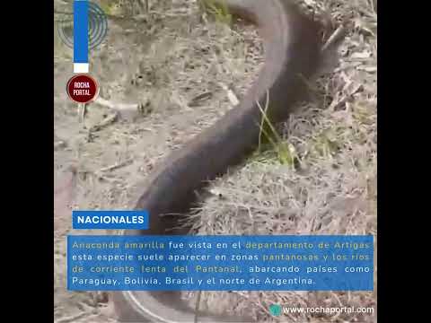Anaconda amarilla apareció en el departamento de Artigas.