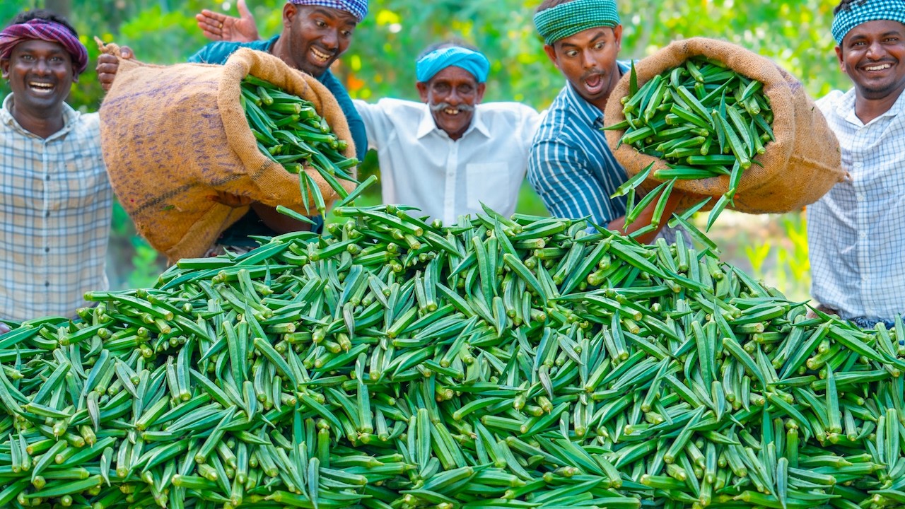 LADY FINGER CHIPS | Fried Lady Finger Recipe Cooking in Village | Okra Recipe Vendakkai Mor Kulambu