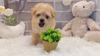 ハーフ犬の動画01