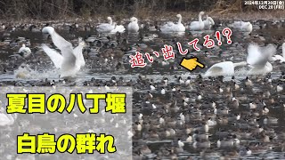 【喧嘩勃発！？】夏目の堰に集まるハクチョウ｜Swans gathering at the pond