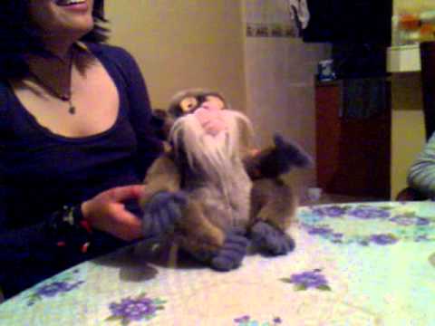 Changuito el bailador